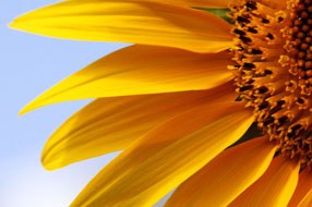 La società e i partners